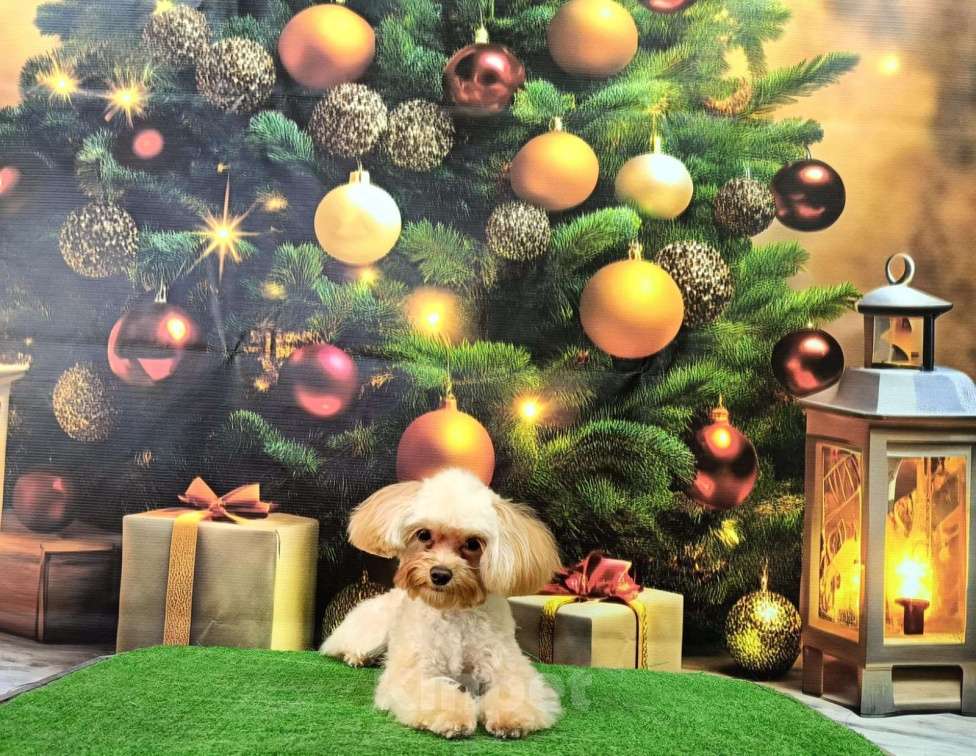 Собаки в Москве: Продам мальтипу Девочка, 100 000 руб. - фото 3