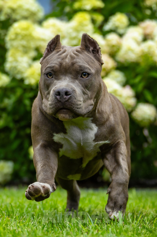 Собаки в Новосибирске: Щенки американского булли Девочка, 80 000 руб. - фото 7