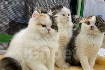 Кошки в Калуге: Ева Девочка, 20 000 руб. - фото 2