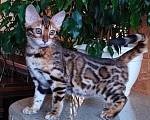 Кошки в Москве: Бенгальская девочка  Девочка, 60 000 руб. - фото 1