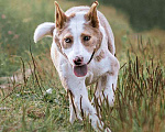 Собаки в Москве: Красавица  Апельсинка, молодая очень добрая собака в добрые руки Девочка, Бесплатно - фото 5