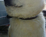 Собаки в Альметьевске: Вязка, 15 000 руб. - фото 3