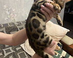 Кошки в Колпашево: Бенгальский котёнок, 13 000 руб. - фото 1
