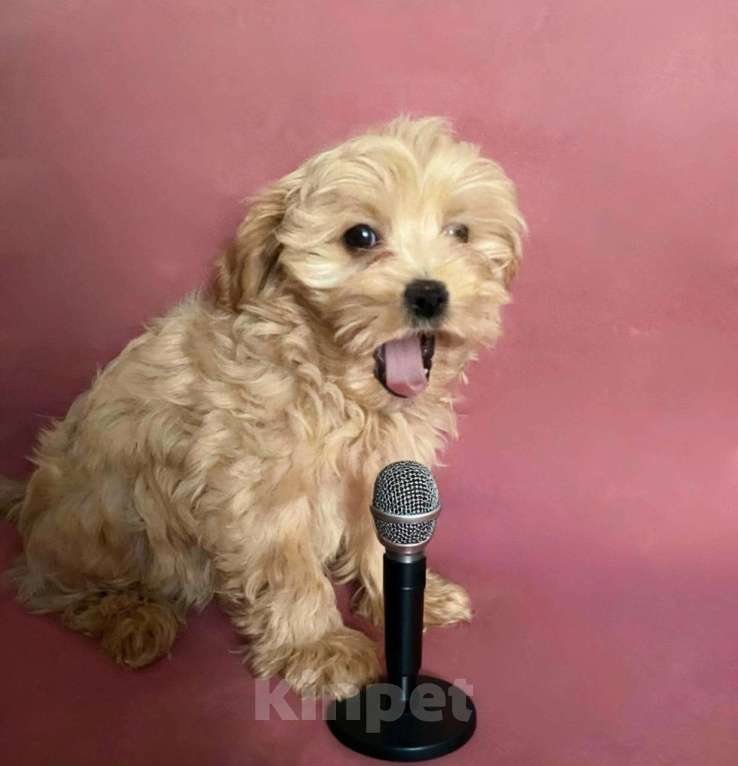 Собаки в Москве: Мальтипуf1 девочка 3 мес. Девочка, 70 000 руб. - фото 2