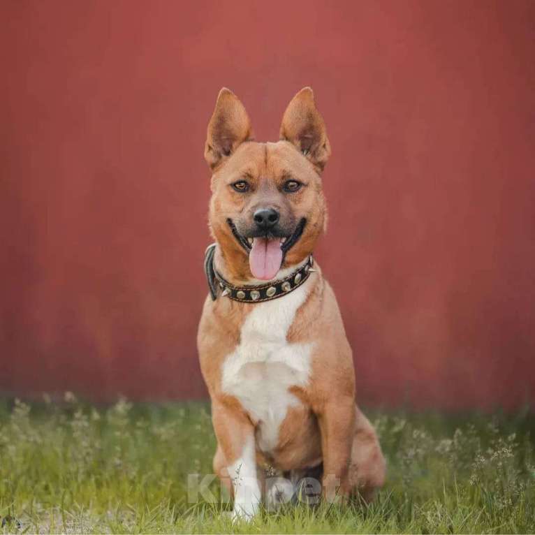 Собаки в Москве: Солнце в дом. Собака Арчи в добрые руки Мальчик, Бесплатно - фото 2