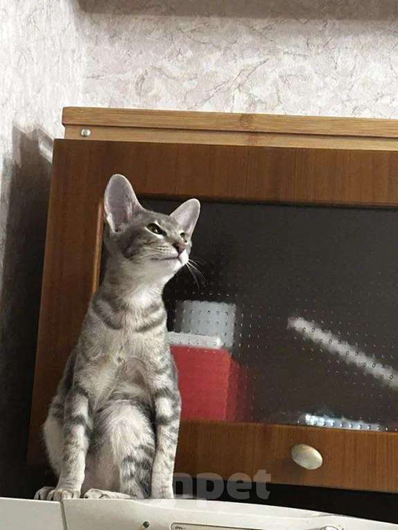 Кошки в Москве: Ориентальная кошка Девочка, 20 000 руб. - фото 3