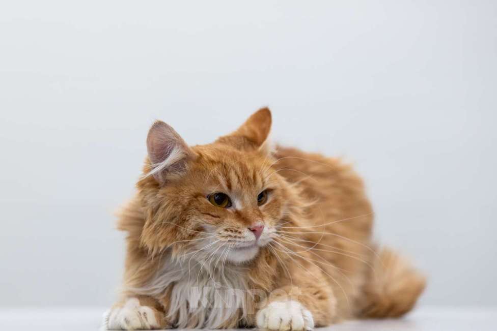 Кошки в Москве: Степан Мальчик, Бесплатно - фото 3