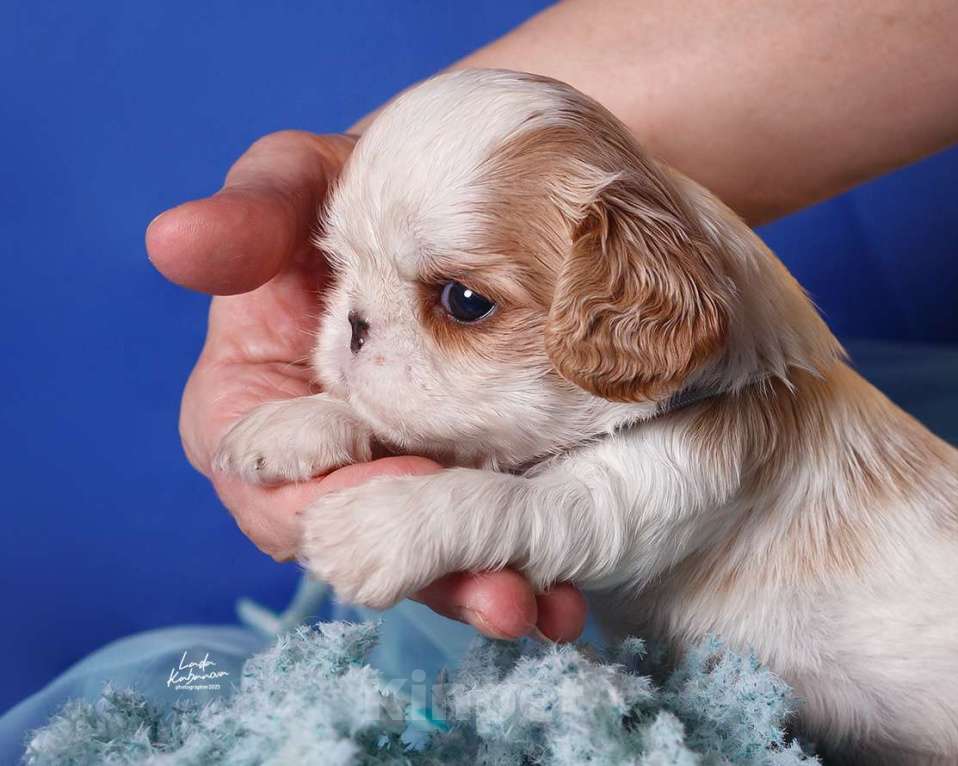 Собаки в Набережных Челнах: КИНГ ЧАРЛЬЗ (английский ТОЙ) спаниель Мальчик, 50 000 руб. - фото 2