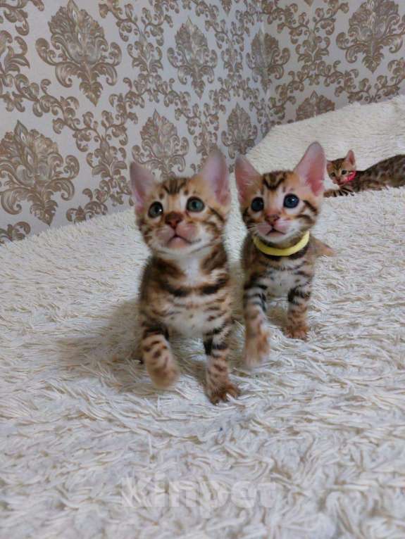 Кошки в Заречном: Бенгалькие котята с документами, 25 000 руб. - фото 1