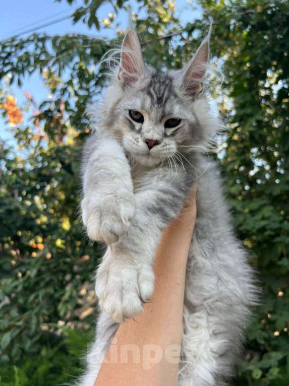 Кошки в Анапе: Котята мейн-кун Девочка, 60 000 руб. - фото 1