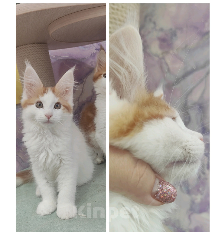 Кошки в Энгельс: Котята мальчики Мальчик, 50 000 руб. - фото 10
