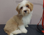 Собаки в других городах Башкортостана: Гаванский бишон/Хаванез Мальчик, Бесплатно - фото 1
