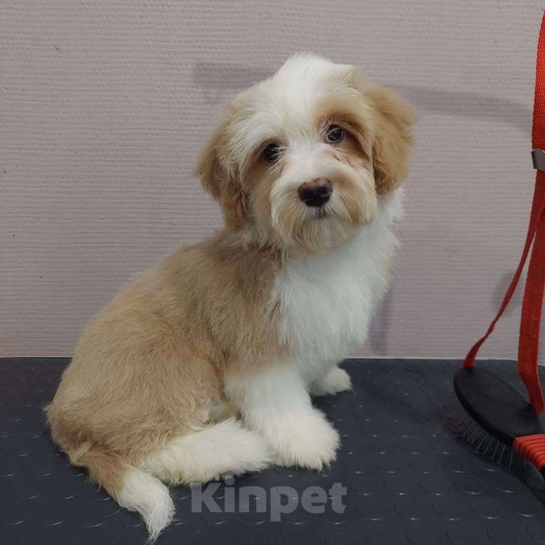 Собаки в других городах Башкортостана: Гаванский бишон/Хаванез Мальчик, Бесплатно - фото 1