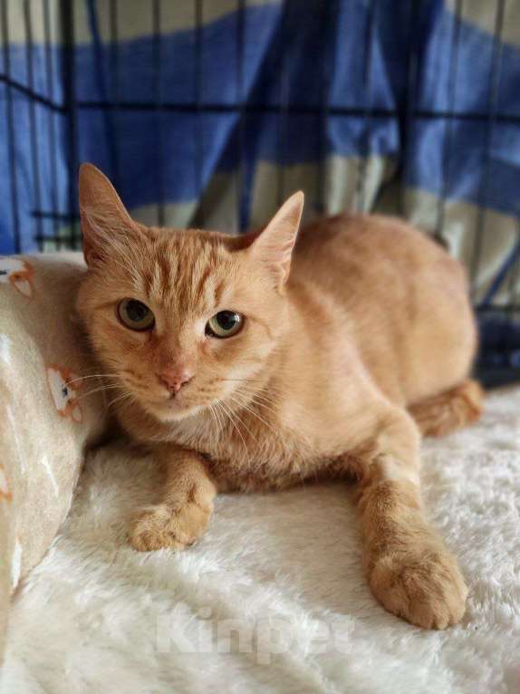 Кошки в Москве: Кошка Рыжка ищет дом Девочка, 10 руб. - фото 9