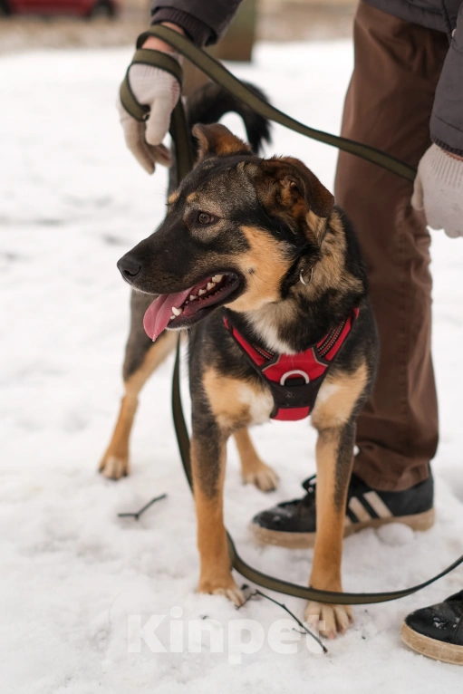 Собаки в Санкт-Петербурге: Сальма из приюта в добрые руки Девочка, Бесплатно - фото 8