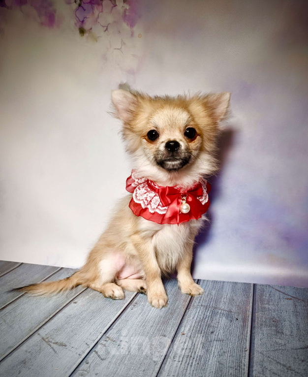 Собаки в Москве: Курносая красотка Девочка, 25 000 руб. - фото 1