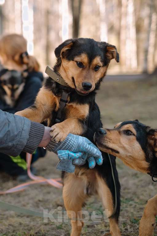 Собаки в Санкт-Петербурге: Щенок Джой из приюта в добрые руки Мальчик, Бесплатно - фото 8