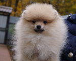 Собаки в Москве: Пушистое счастье-кремовый малыш Мальчик, 28 000 руб. - фото 1
