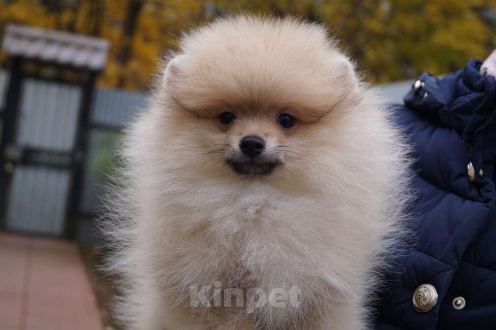 Собаки в Москве: Пушистое счастье-кремовый малыш Мальчик, 28 000 руб. - фото 1