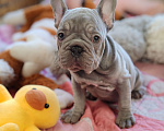Собаки в Санкт-Петербурге: Шикарный щенки французский бульдог Мальчик, 70 000 руб. - фото 8
