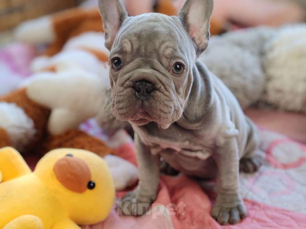 Собаки в Санкт-Петербурге: Шикарный щенки французский бульдог Мальчик, 70 000 руб. - фото 8