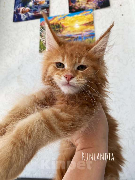 Кошки в Екатеринбурге: котенок мейн-кун Девочка, 35 000 руб. - фото 3