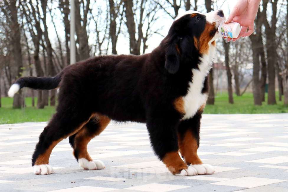 Собаки в Москве: Щенок Бернского Зенненхунда Мальчик, Бесплатно - фото 4