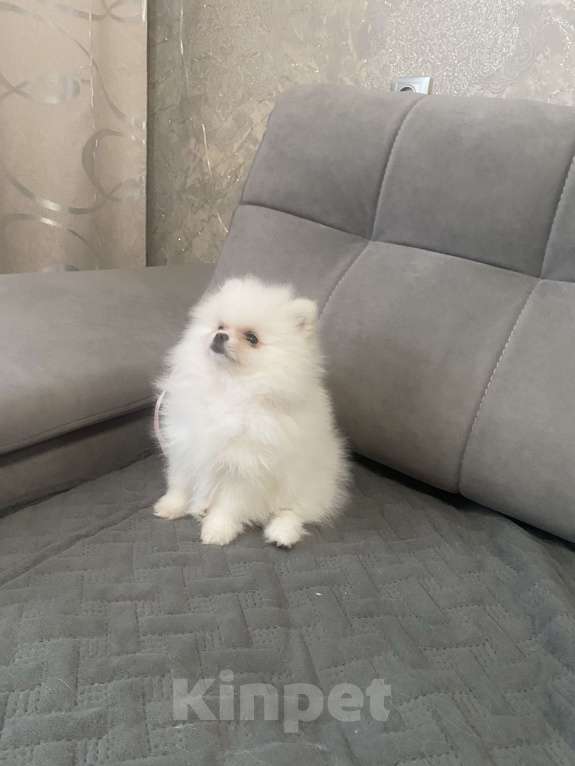 Собаки в Кемерово: Продажа щенков немецкого шпица Девочка, 45 000 руб. - фото 2