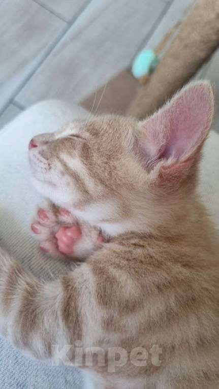 Кошки в Санкт-Петербурге: Котенок рыжий бежевый львенок 2 месяца Мальчик, Бесплатно - фото 7