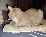 Кошки в Санкт-Петербурге: Кот или кошечка, рыжее животное Девочка, Бесплатно - фото 4