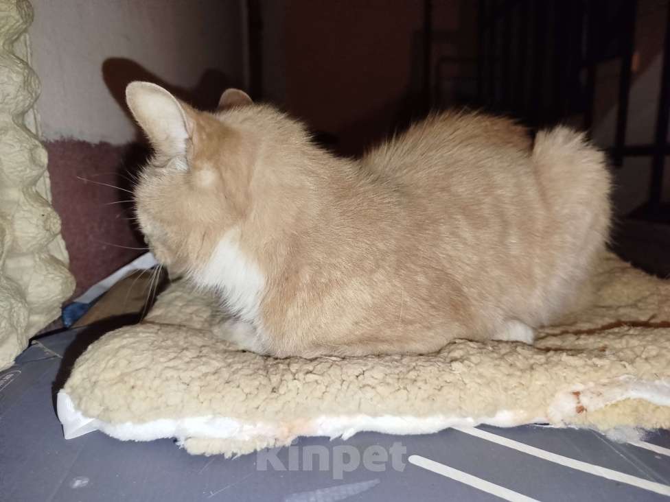 Кошки в Санкт-Петербурге: Кот или кошечка, рыжее животное Девочка, Бесплатно - фото 4