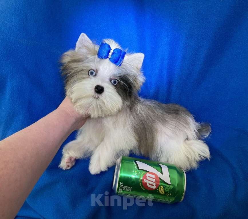 Собаки в Москве: Йорк с двумя синими глазами мини мальчик бэби фейс Мальчик, 130 000 руб. - фото 9