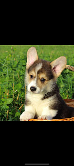 Счастье в дом