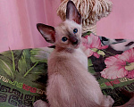 Кошки в Волгограде: Ориентальные котята Мальчик, 50 000 руб. - фото 6