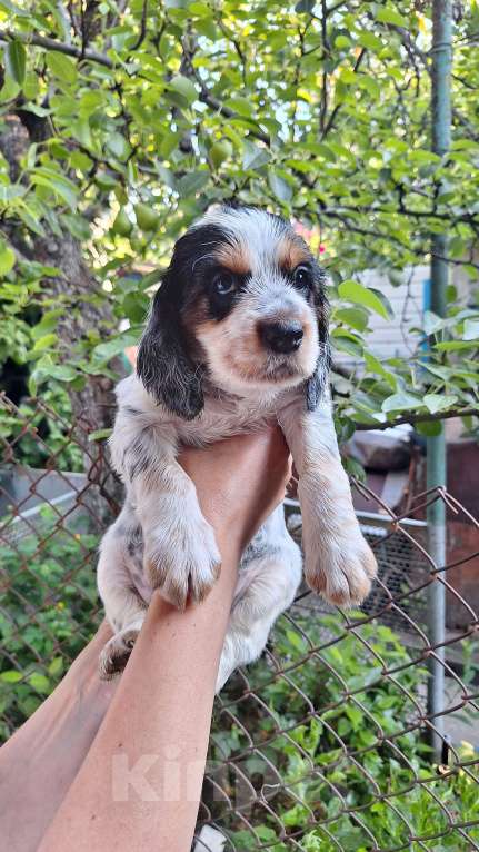 Собаки в Симферополе: Продажа.Русский охотничий спаниель Девочка, Бесплатно - фото 7