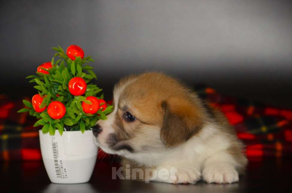 Собаки в Москве: Щенки вельш корги пемброк Мальчик, 70 000 руб. - фото 3