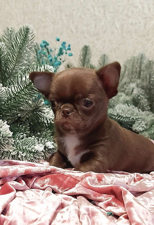 Собаки в Новосибирске: Мальчик Чихуахуа  Мальчик, Бесплатно - фото 1