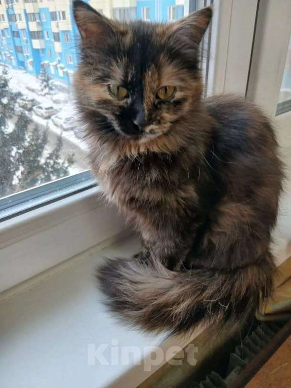 Кошки в Москве: Редкой красоты кошечка в добрые руки Девочка, Бесплатно - фото 2