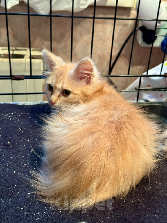 Кошки в Москве: Котёнок Мэтью в добрые руки Мальчик, Бесплатно - фото 4