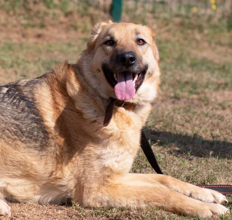 Собаки в Москве: Ждет ВАс заобнимать Девочка, Бесплатно - фото 2