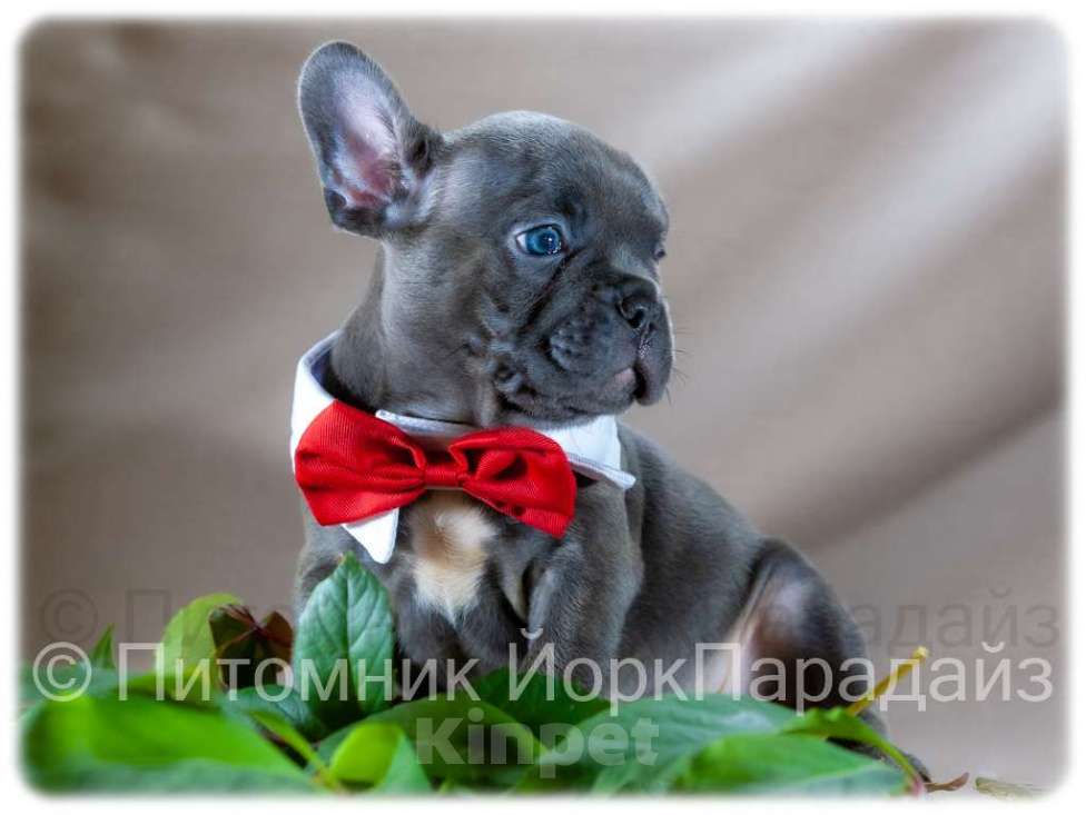 Собаки в Химках: Мальчик французского бульдога голубого окраса  Мальчик, 65 000 руб. - фото 3