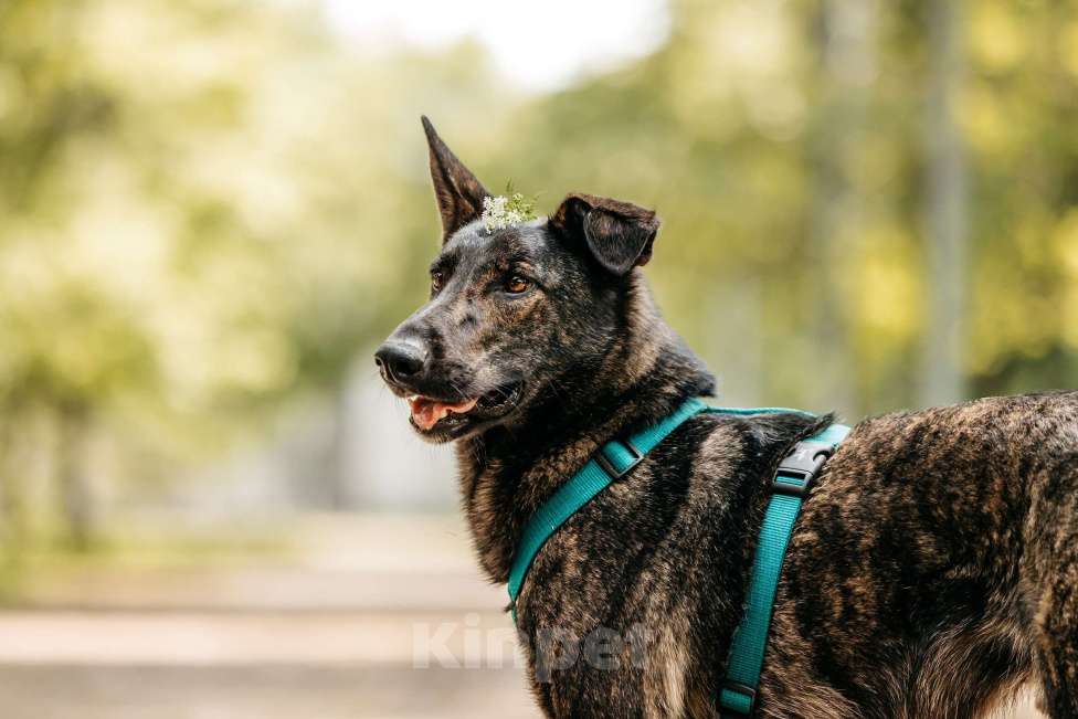 Собаки в Москве: Тигровый Орео в добрые руки Мальчик, Бесплатно - фото 7