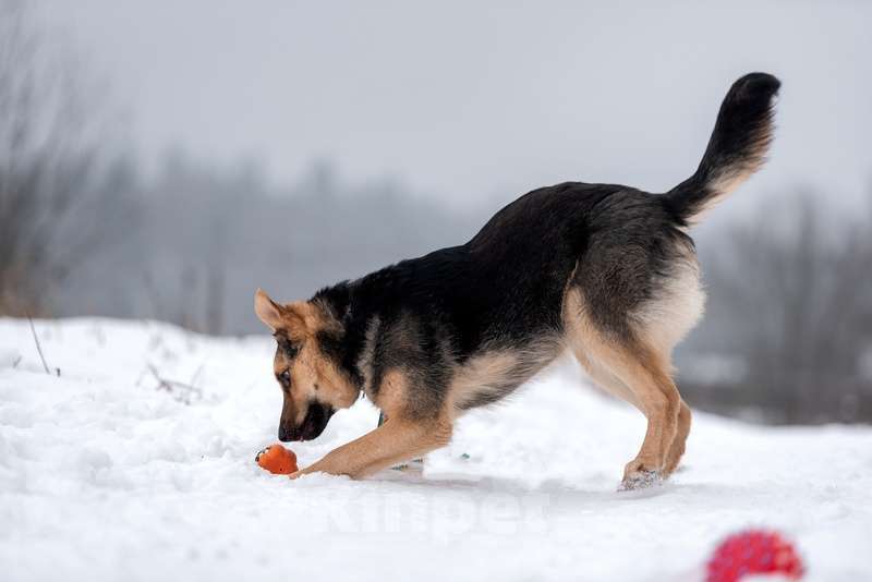 Собаки в Москве: Метис немецкой овчарки щенок Велес в добрые руки Мальчик, Бесплатно - фото 3