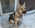 Собаки в Перми: Найдена собака Девочка, 10 руб. - фото 1