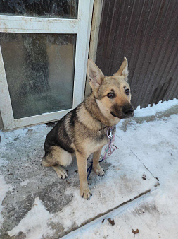 Объявление: Найдена собака, 10 руб., Пермь