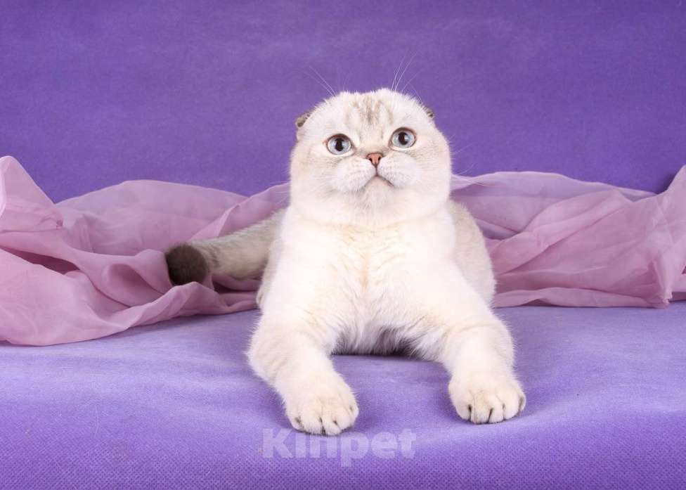 Кошки в Санкт-Петербурге: Скоттиш фолд кошечка Valery  Девочка, 35 000 руб. - фото 3