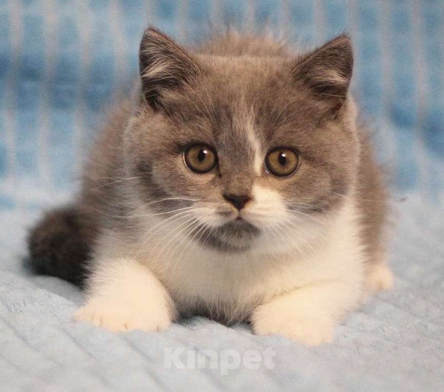 Кошки в Магнитогорске: Xonor Marshmallow  Мальчик, Бесплатно - фото 1