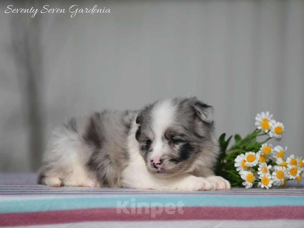 Собаки в Москве: Щенки бордер колли Разнополые, Бесплатно - фото 1