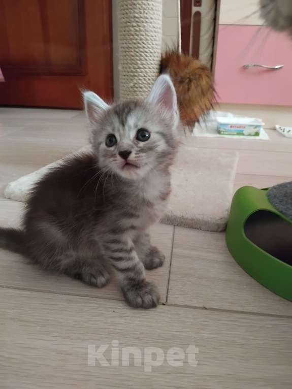 Кошки в Ставрополе: Энджел дымка Девочка, 20 000 руб. - фото 10