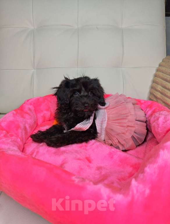 Собаки в Москве: Мальтипу черный жемчуг  Девочка, 95 000 руб. - фото 2